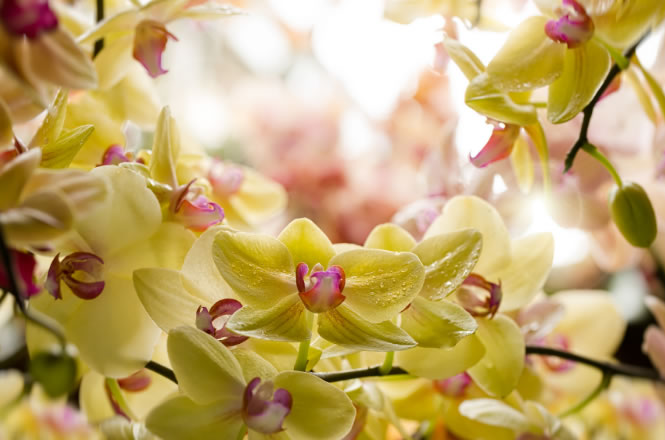 orchids
