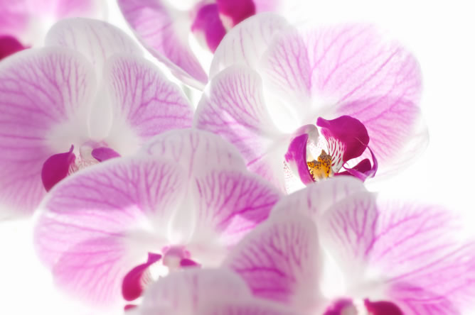 orchid