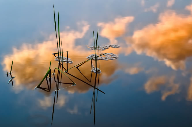 reeds in water