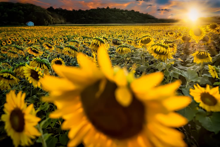 sunflowers