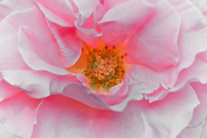 pink rose